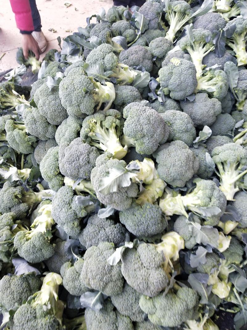 西蓝花大量供应中，货源充足，质量好，