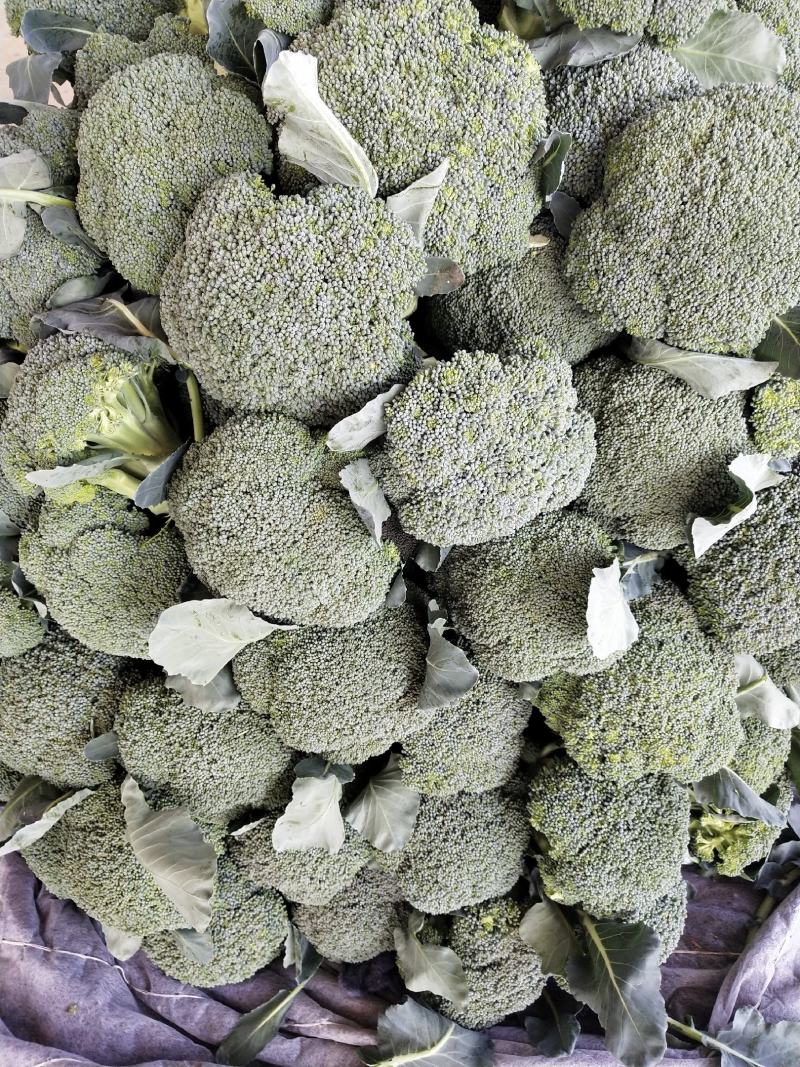 西蓝花大量供应中，货源充足，质量好，