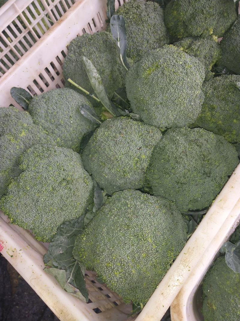 西蓝花大量供应中，货源充足，质量好，