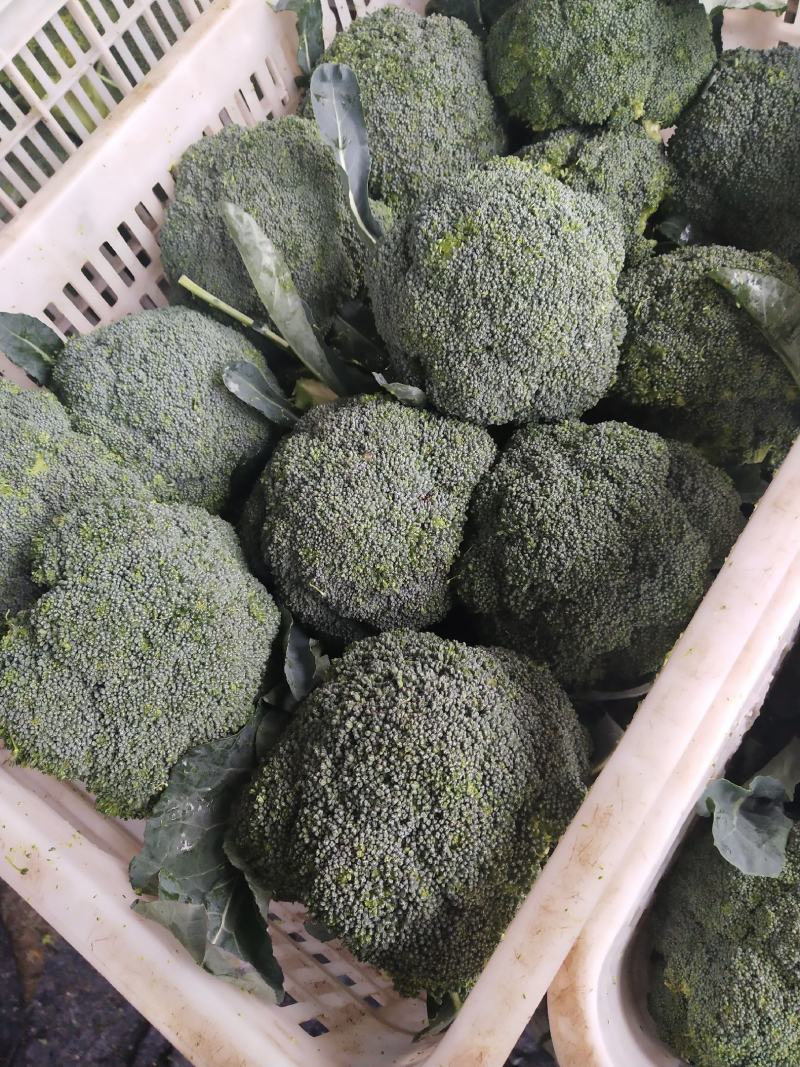 西蓝花大量供应中，货源充足，质量好，