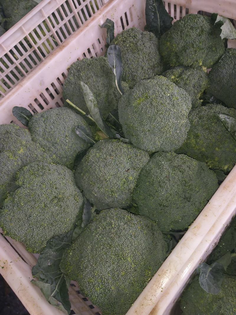 西蓝花大量供应中，货源充足，质量好，