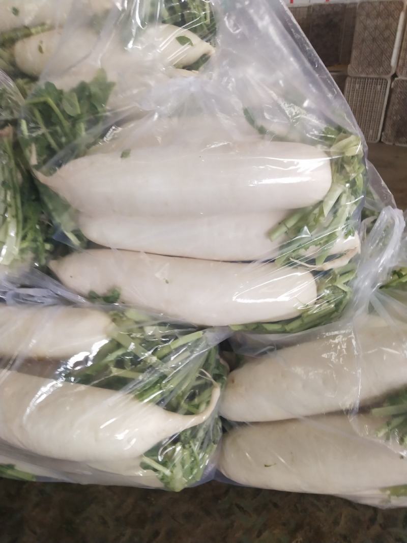 白萝卜，精品白萝卜，货源充足，河北邯郸购销处。邯郸