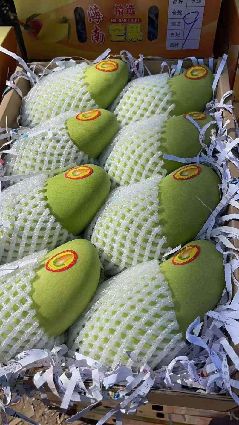 海南金煌芒礼盒装供应大量货源自提代发对接各大平台