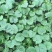 甜瓜苗日本甜宝甜瓜苗嫁接甜瓜苗白皮甜瓜苗薄皮甜瓜苗