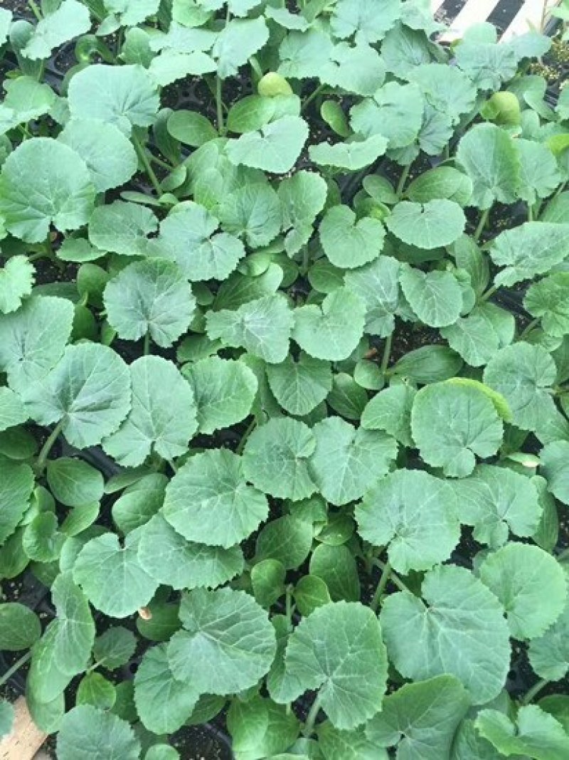 甜瓜苗日本甜宝甜瓜苗嫁接甜瓜苗白皮甜瓜苗薄皮甜瓜苗