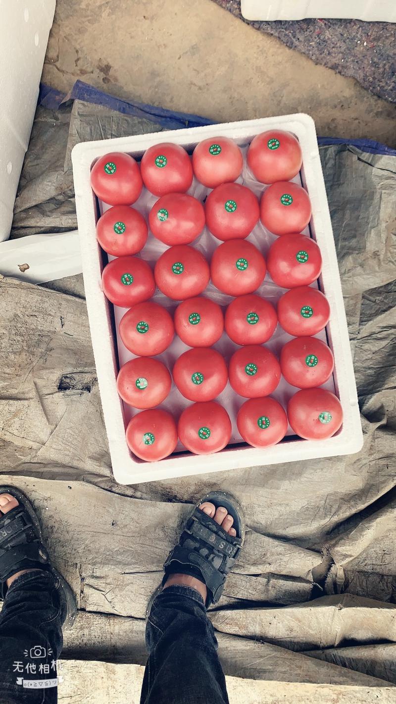 攀枝花米易大棚西红柿，现在大量上市中欢迎各位顾客前来选购