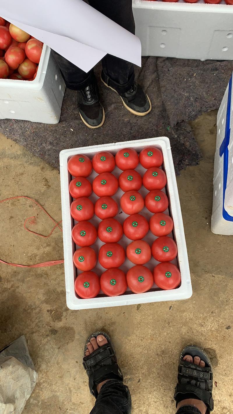 攀枝花米易大棚西红柿，现在大量上市中欢迎各位顾客前来选购