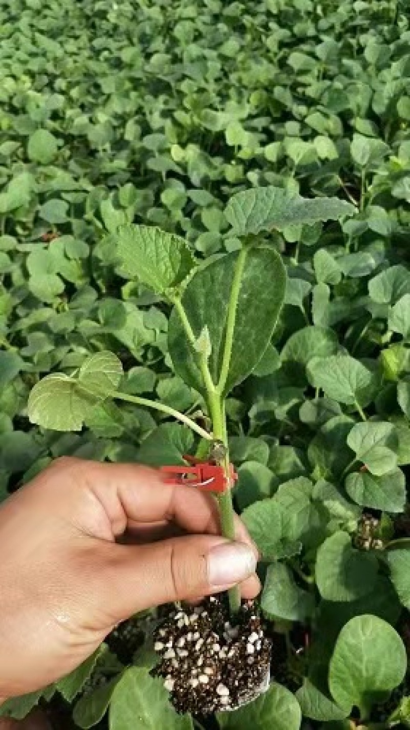 甜瓜苗日本甜宝甜瓜苗嫁接甜瓜苗白皮甜瓜苗薄皮甜瓜苗