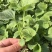 甜瓜苗日本甜宝甜瓜苗嫁接甜瓜苗白皮甜瓜苗薄皮甜瓜苗