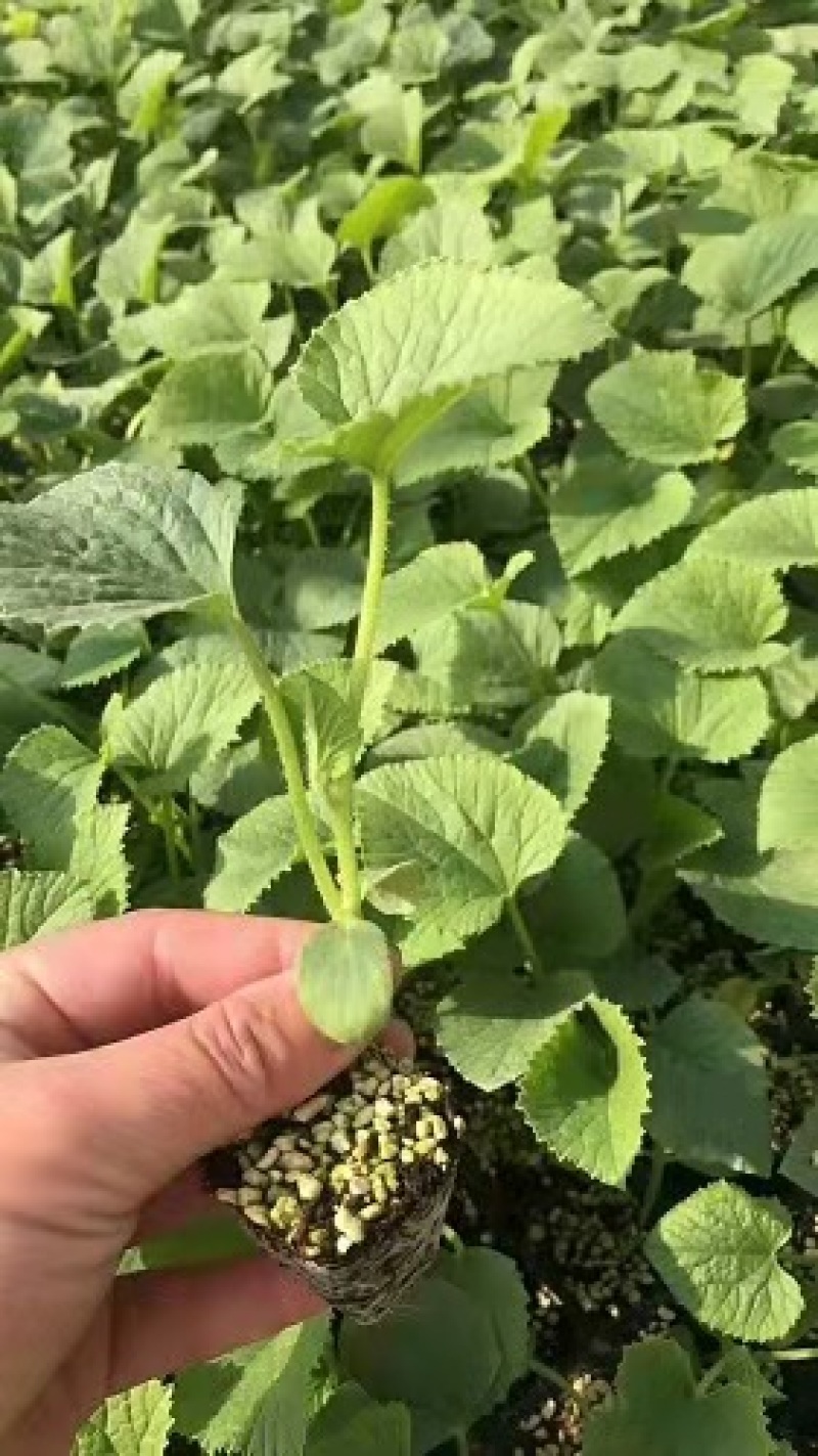 甜瓜苗日本甜宝甜瓜苗嫁接甜瓜苗白皮甜瓜苗薄皮甜瓜苗
