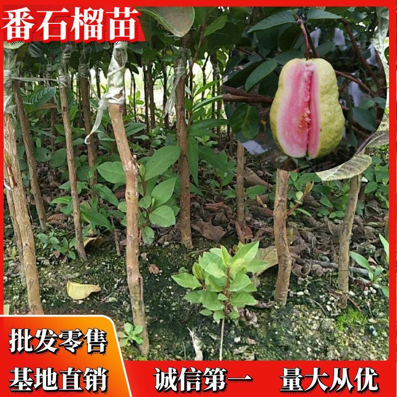 【高品质】台湾精选番石榴苗西瓜红番石榴品种多样可供选择