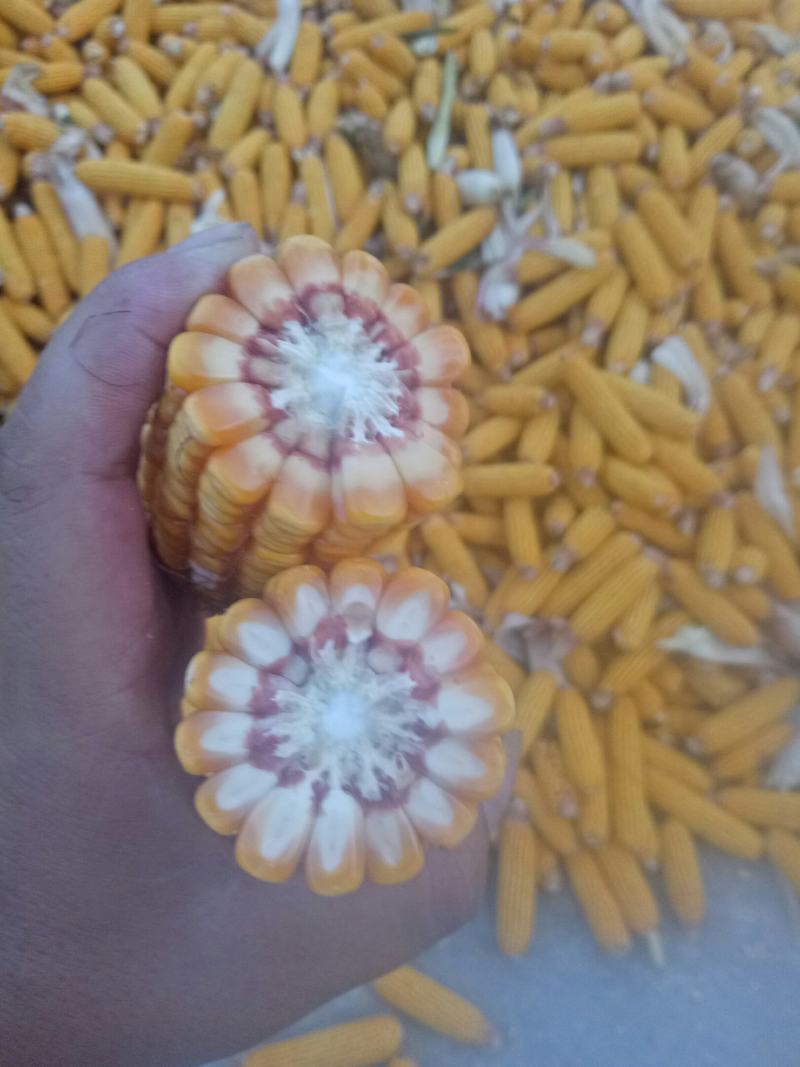 大量供应玉米棒槌，供应大型烘干厂