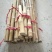 工艺品，专用竹，实心竹。接受预订个种规格