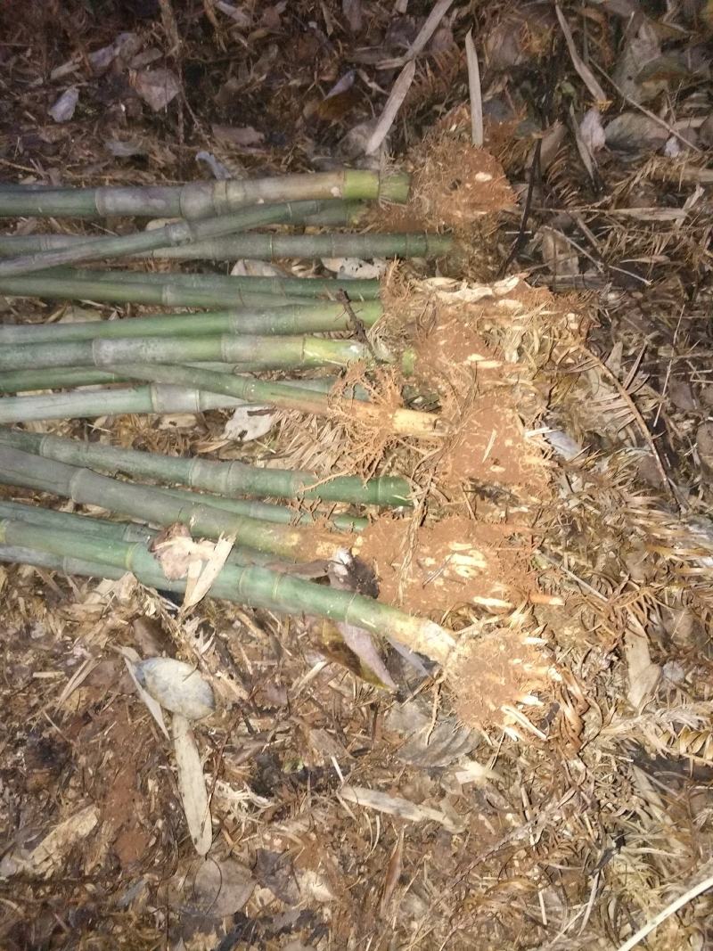 工艺品，专用竹，实心竹。接受预订个种规格