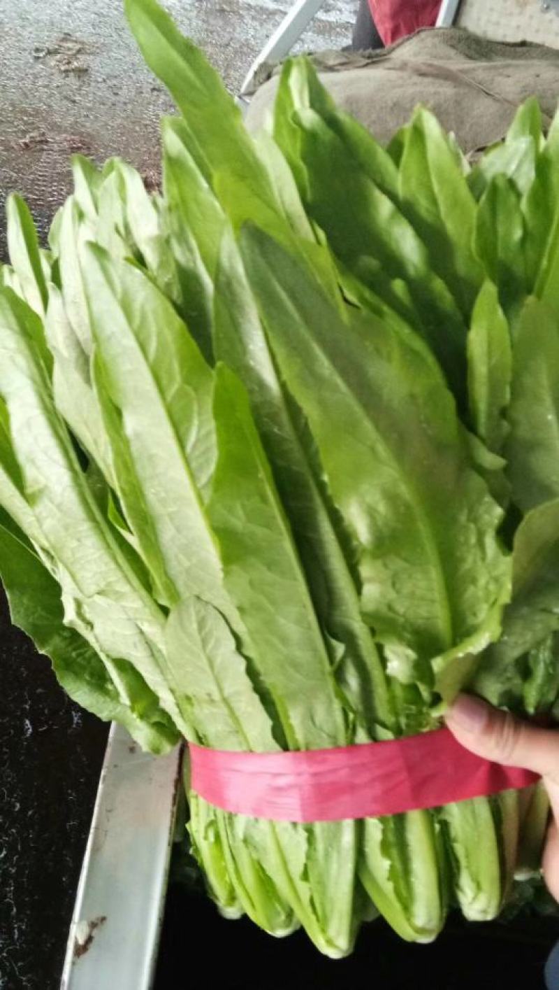 油麦菜，精品油麦菜，叶菜齐全，邯郸蔬菜基地办事处