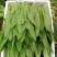 油麦菜，精品油麦菜，叶菜齐全，邯郸蔬菜基地办事处