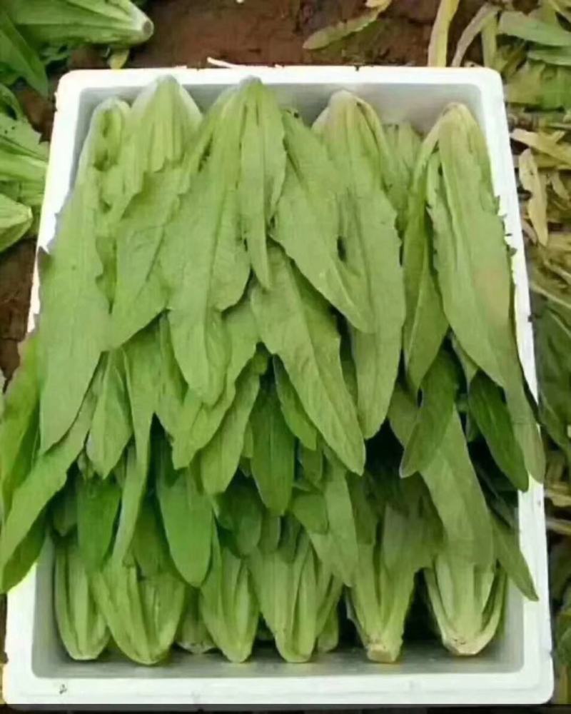 油麦菜，精品油麦菜，叶菜齐全，邯郸蔬菜基地办事处