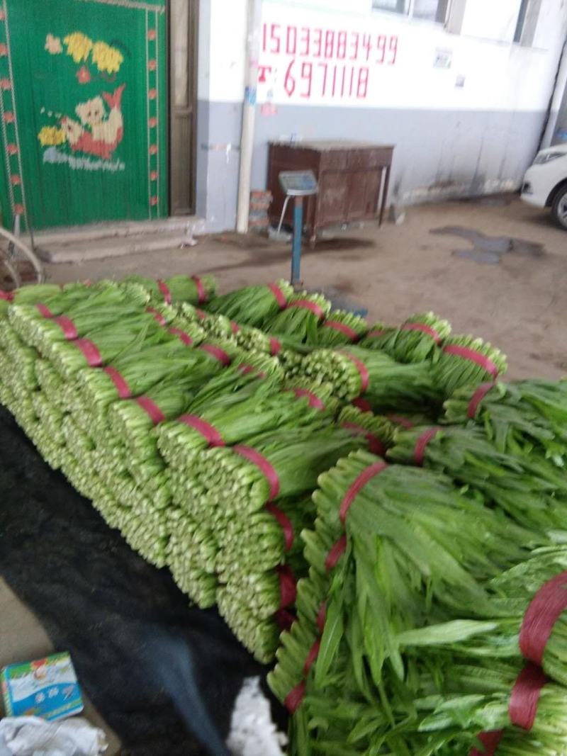 油麦菜，精品油麦菜，叶菜齐全，邯郸蔬菜基地办事处