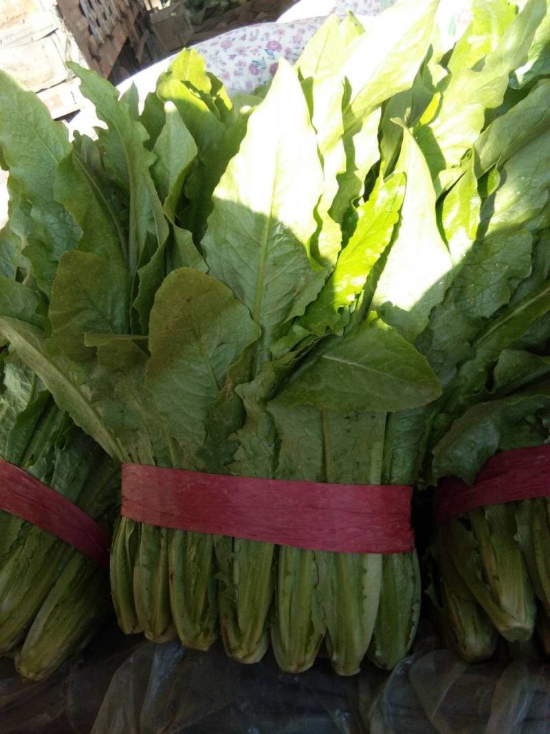 油麦菜，精品油麦菜，叶菜齐全，邯郸蔬菜基地办事处