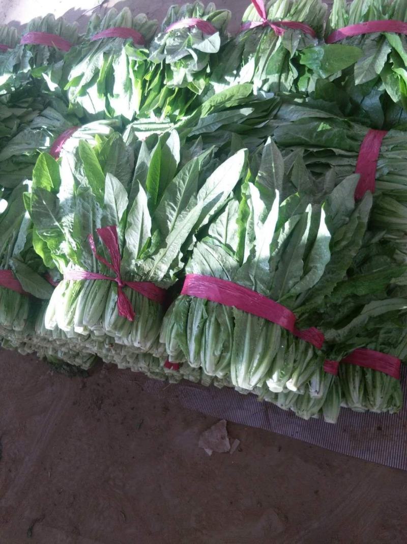 油麦菜，精品油麦菜，叶菜齐全，邯郸蔬菜基地办事处
