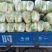 青杂三号白菜，发，新疆，广州，陕西，山西，河北，郑州，