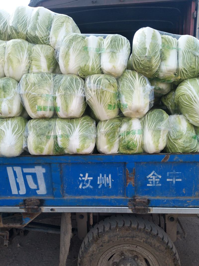 青杂三号白菜，发，新疆，广州，陕西，山西，河北，郑州，