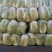 青杂三号白菜，发，新疆，广州，陕西，山西，河北，郑州，