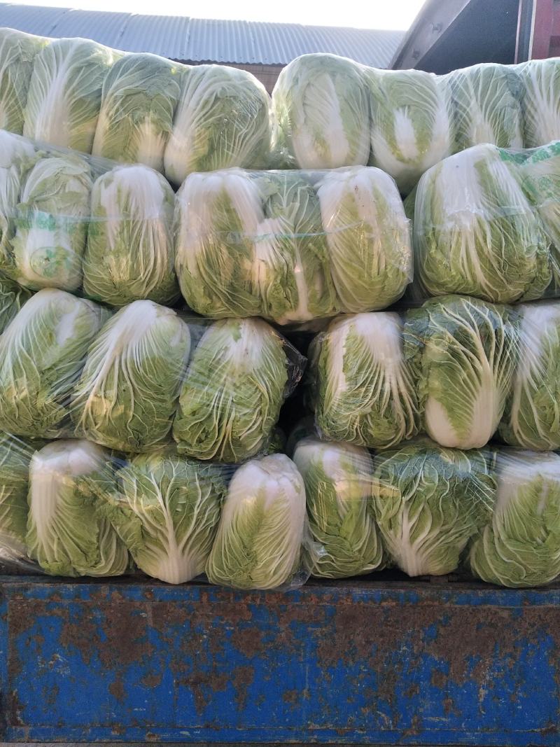 青杂三号白菜，发，新疆，广州，陕西，山西，河北，郑州，