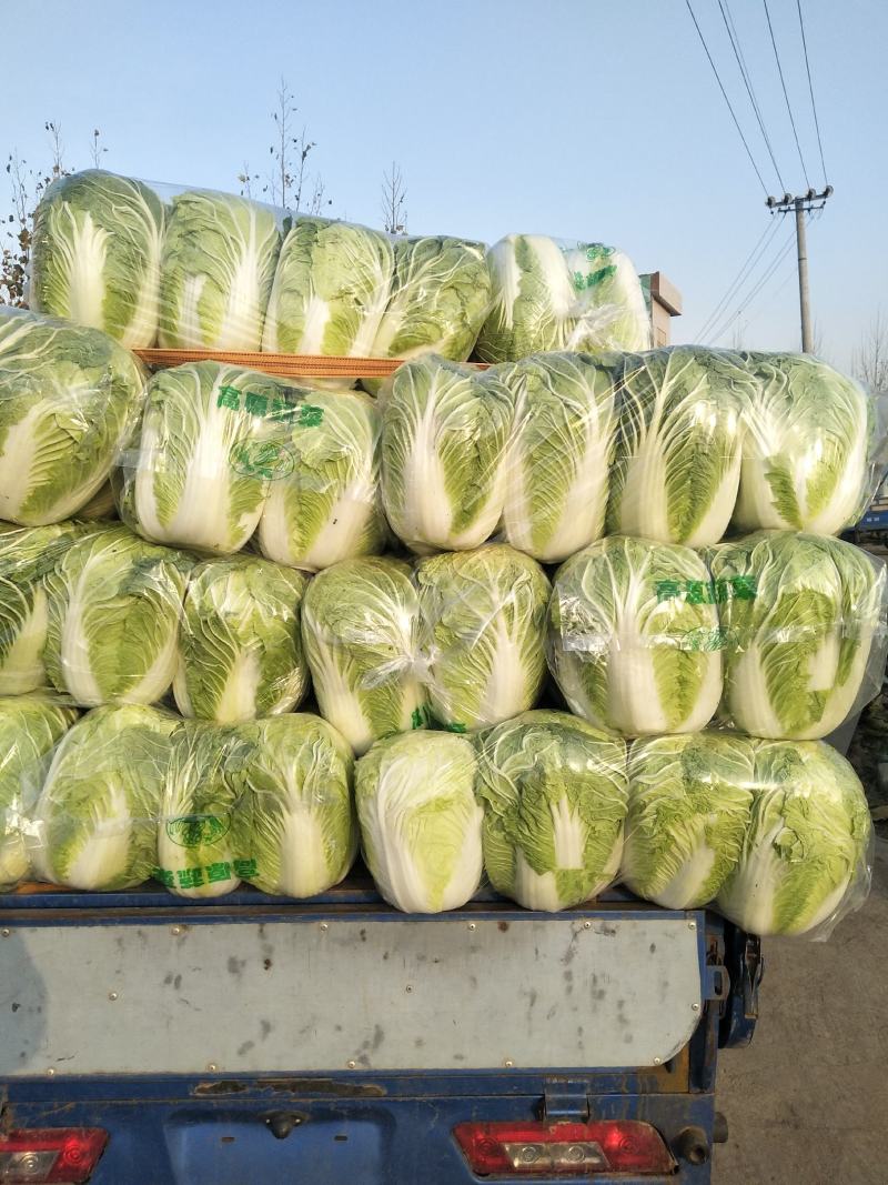 青杂三号白菜，发，新疆，广州，陕西，山西，河北，郑州，