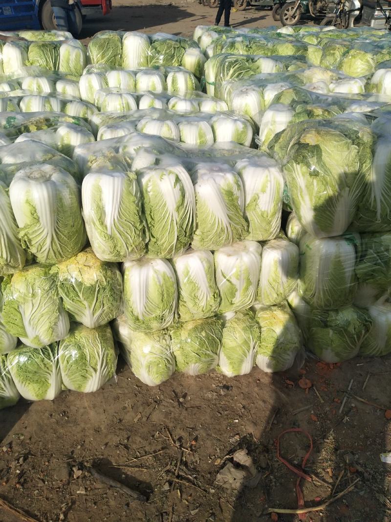 青杂三号白菜，发，新疆，广州，陕西，山西，河北，郑州，