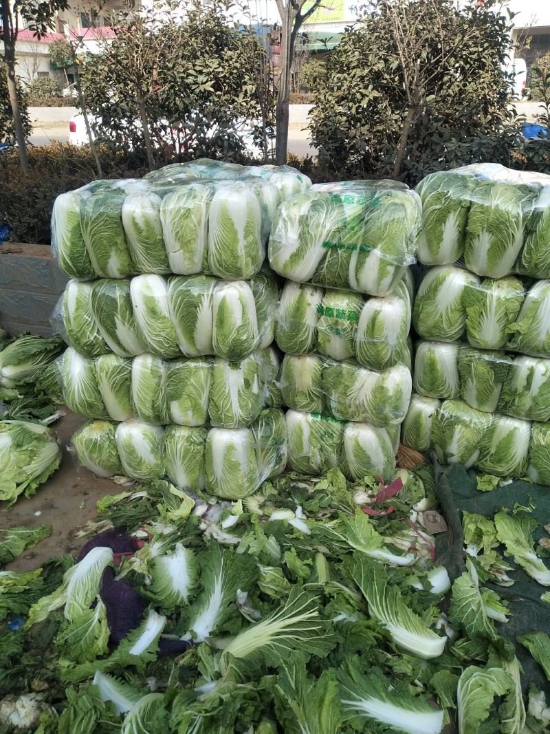 青杂三号白菜，发，新疆，广州，陕西，山西，河北，郑州，