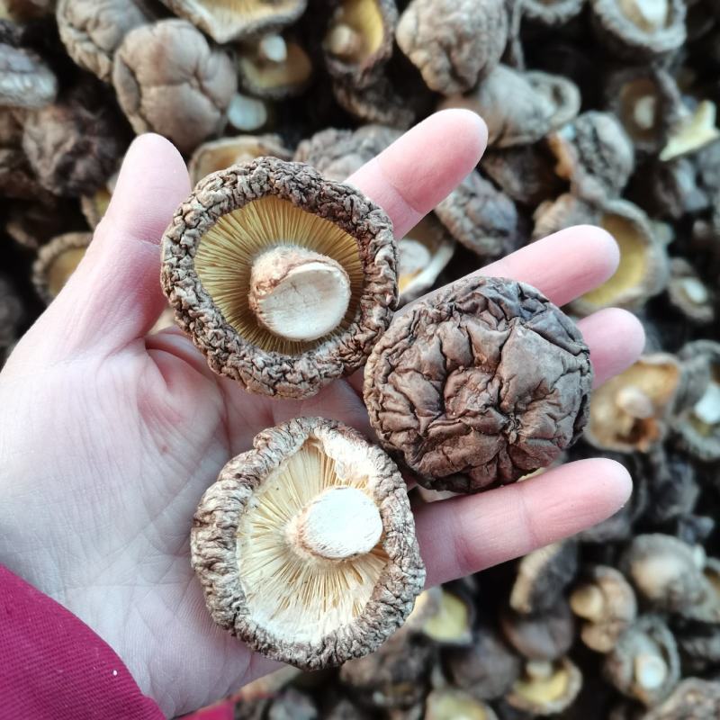 河南干香菇精品冬菇面菇剪脚肉厚产地货源大量批发
