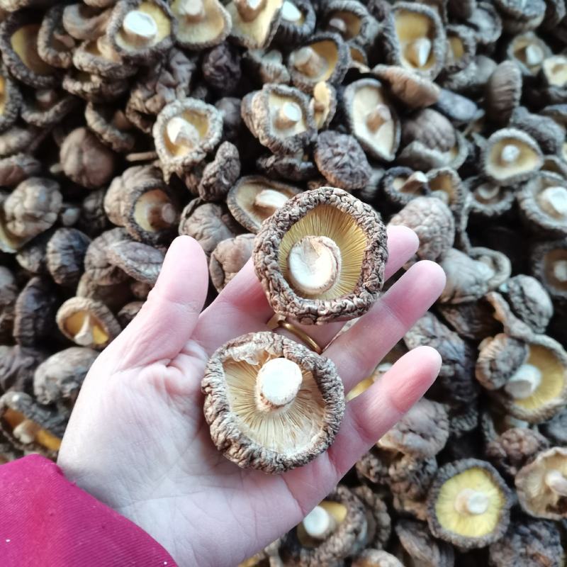 河南干香菇精品冬菇面菇剪脚肉厚产地货源大量批发