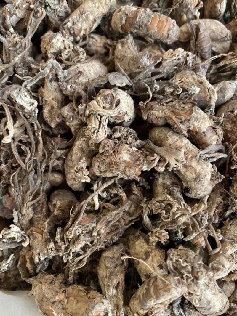 金蝉花野生蝉花，旧货，