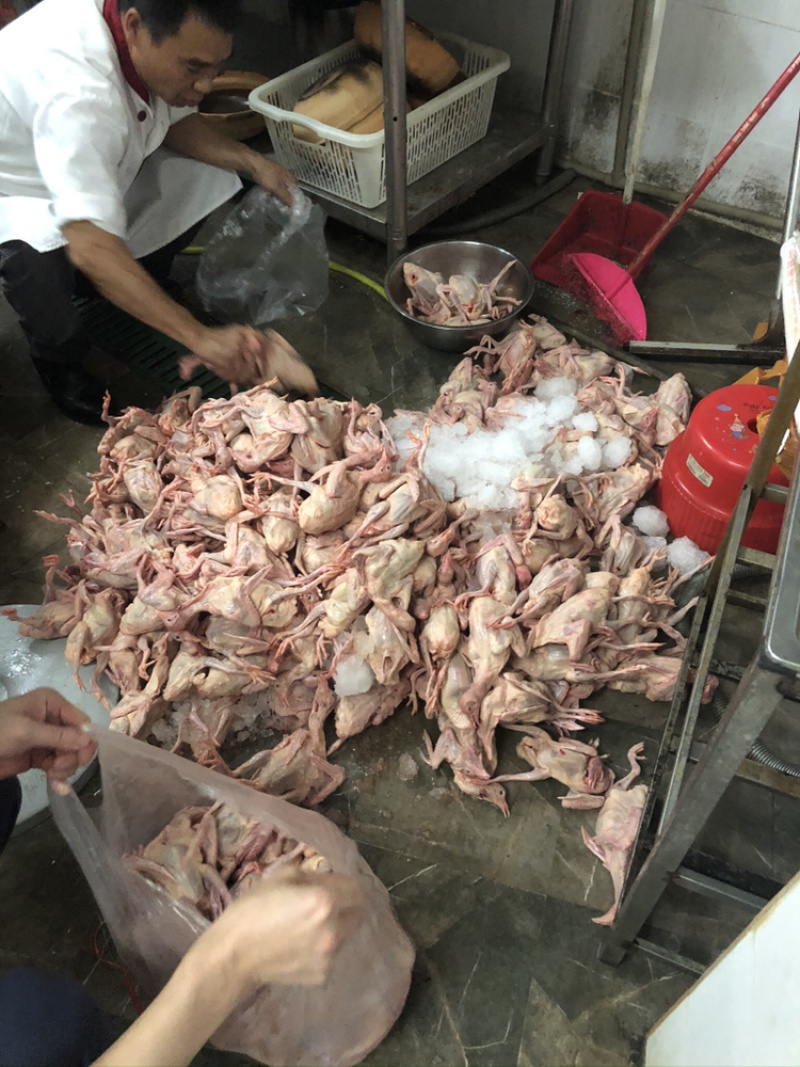 【优惠】养殖场直供现杀鸽子规格齐全满足客户需求