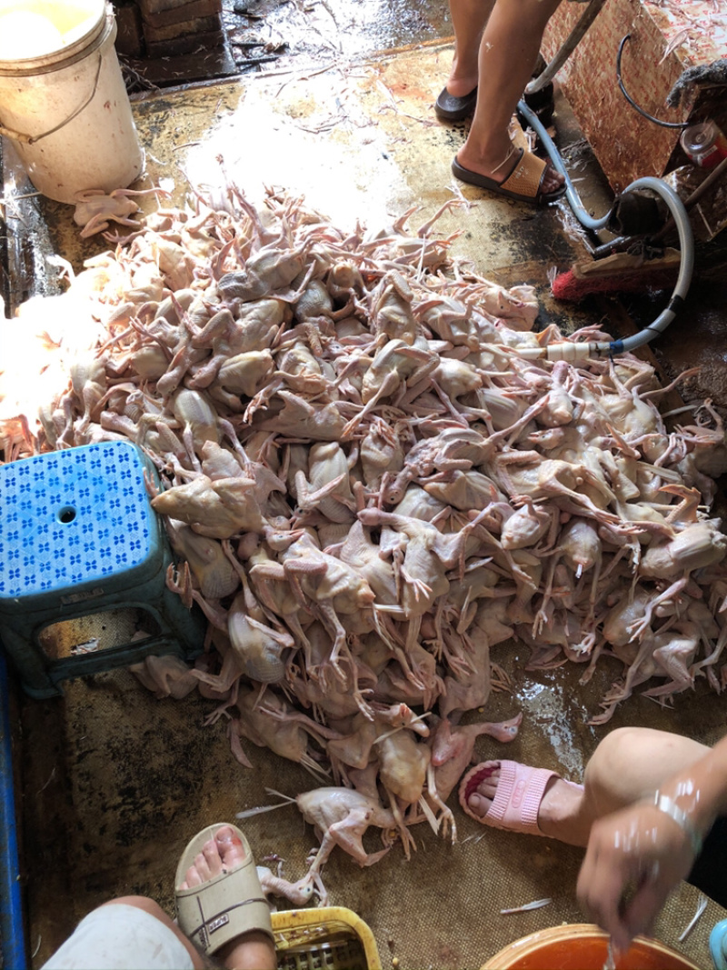 肉鸽精品鸽基地养殖量大从优欢迎咨询