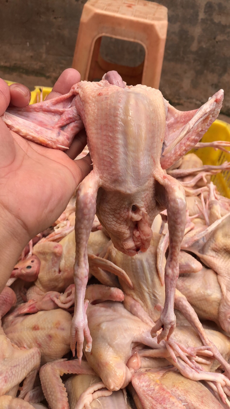 肉鸽精品鸽基地养殖量大从优欢迎咨询