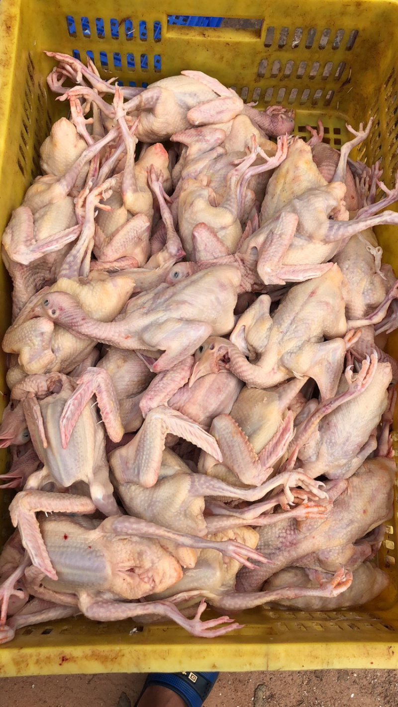 肉鸽精品鸽基地养殖量大从优欢迎咨询