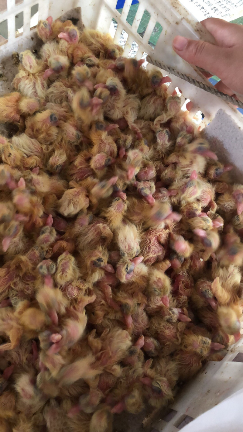肉鸽精品鸽基地养殖量大从优欢迎咨询