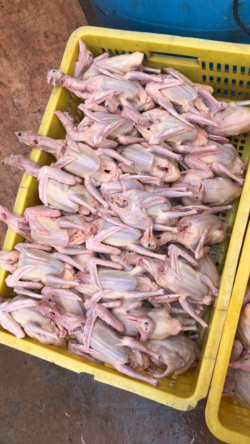 肉鸽精品鸽基地养殖量大从优欢迎咨询
