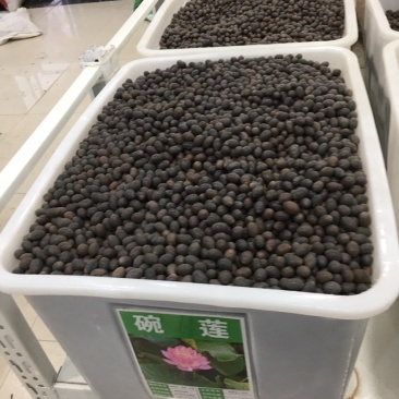 碗莲种藕水培植物四季开花室内水养莲花种子睡莲种子水生荷花