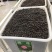 碗莲种藕水培植物四季开花室内水养莲花种子睡莲种子水生荷花
