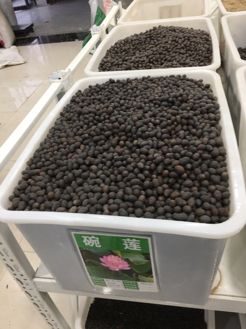 碗莲种藕水培植物四季开花室内水养莲花种子睡莲种子水生荷花