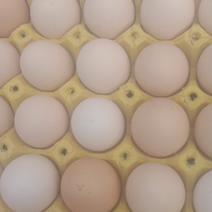 精品土鸡蛋，深山养殖，三天内新货。