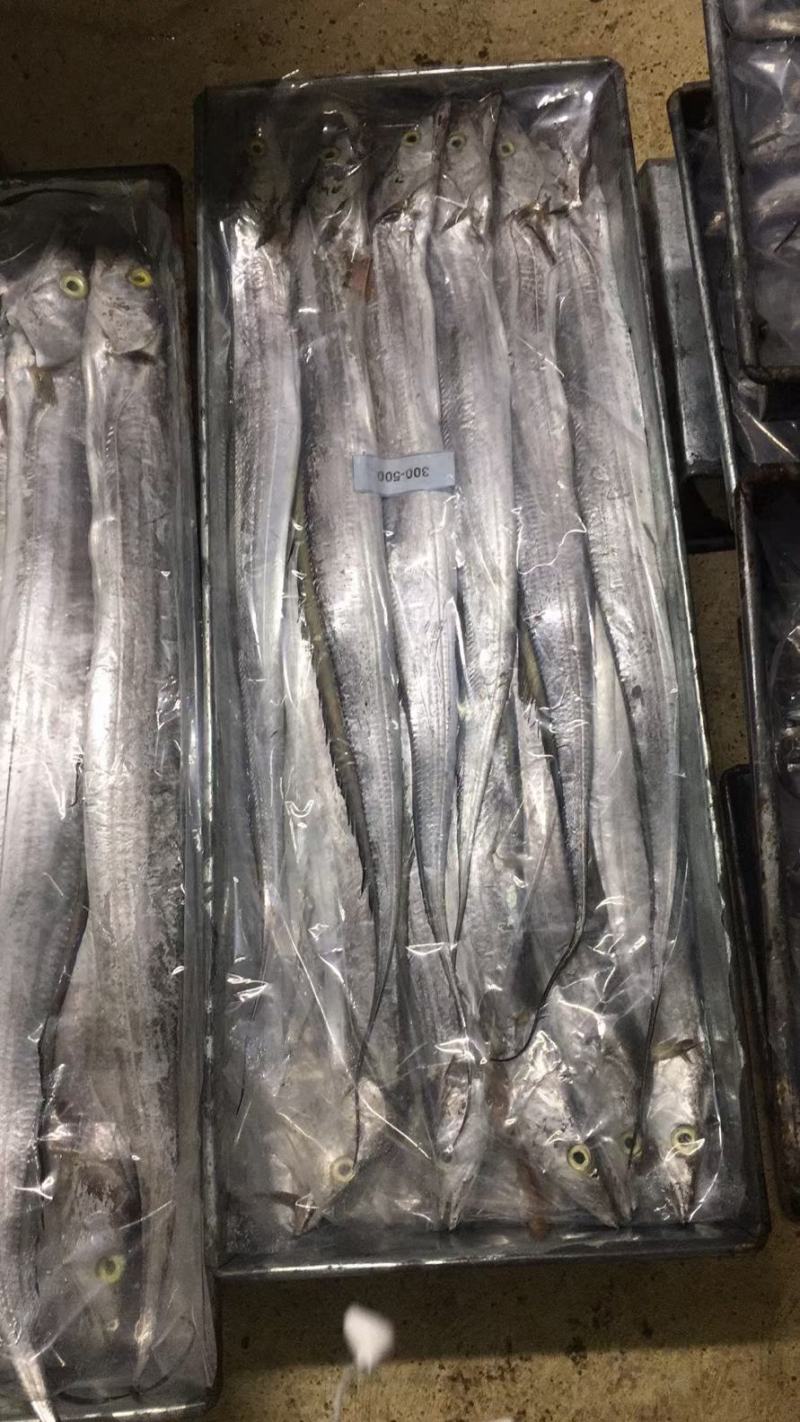 带鱼整条A带B带单冻无冰网带钓带高品质宁波带
