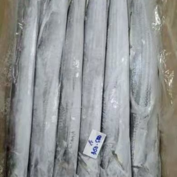 带鱼整条A带B带单冻无冰网带钓带高品质宁波带