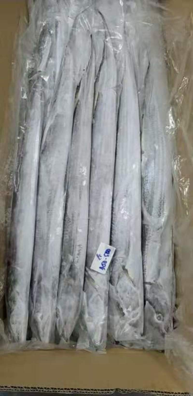 带鱼整条A带B带单冻无冰网带钓带高品质宁波带