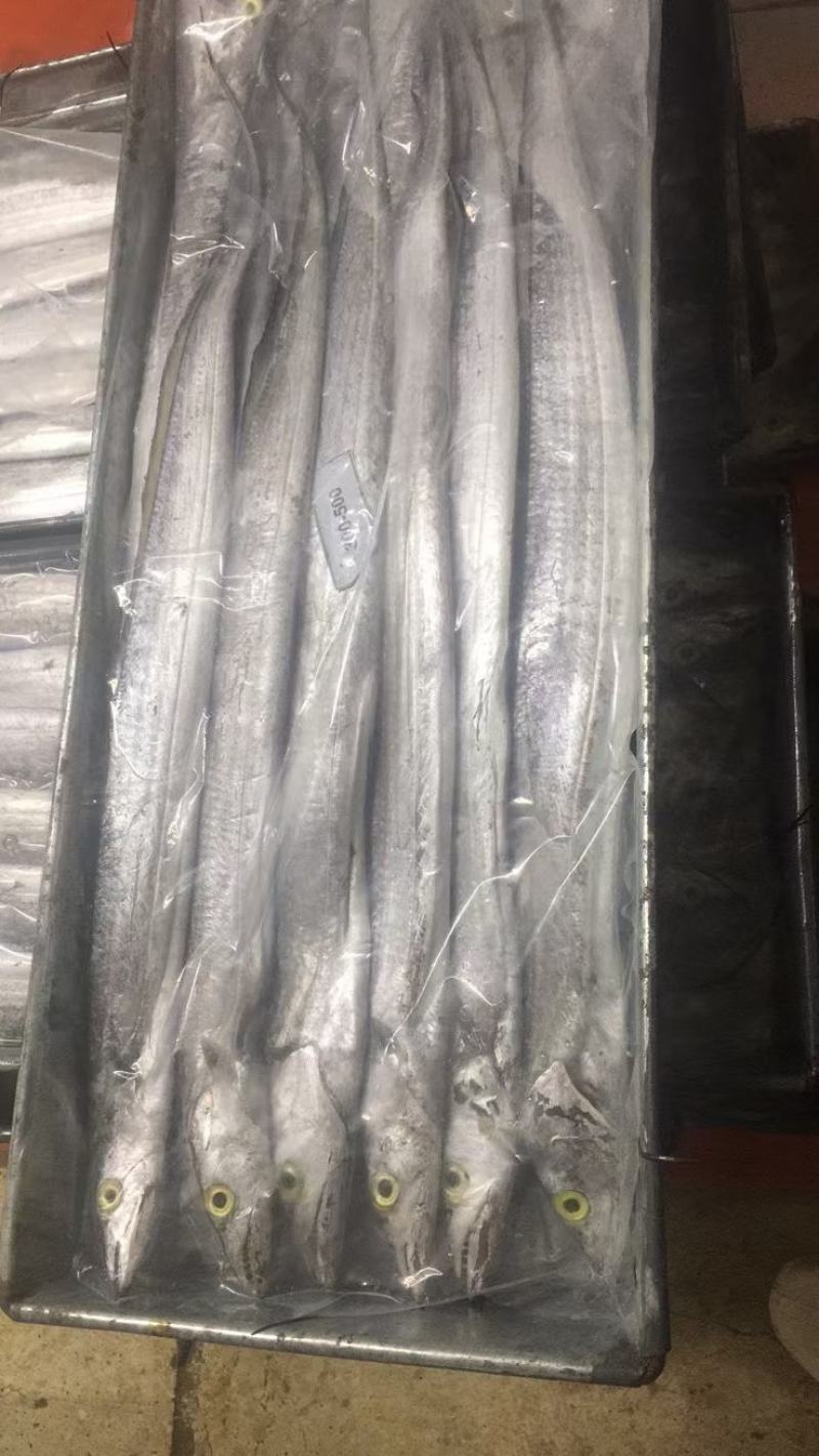 带鱼整条A带B带单冻无冰网带钓带高品质宁波带