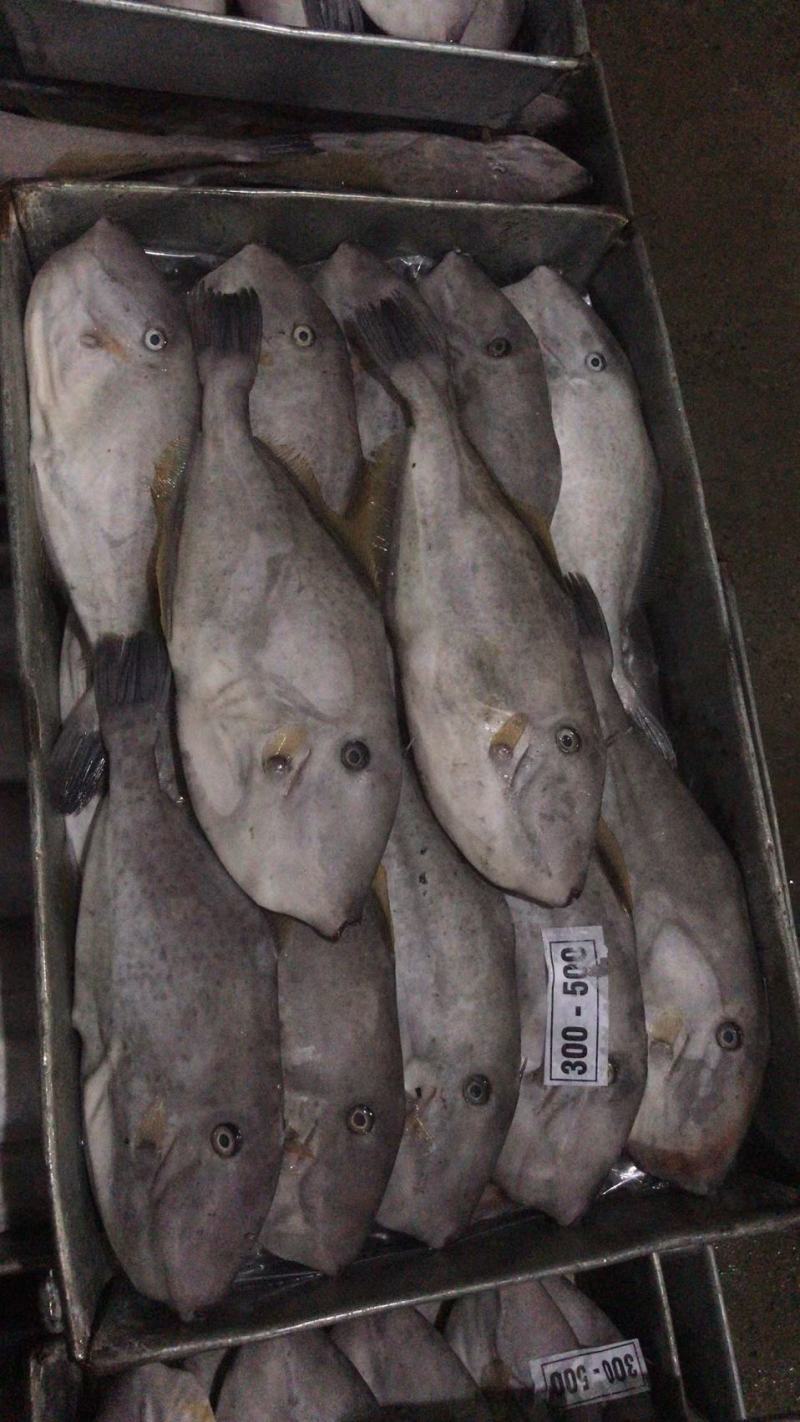 整条马面鱼三去扒皮鱼耗儿鱼马面鱼无泡药高品质