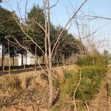 10公分柿子树300多棵